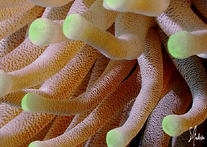 This image of a Giant Anemone was taken in Cozumel. by Steven Anderson 